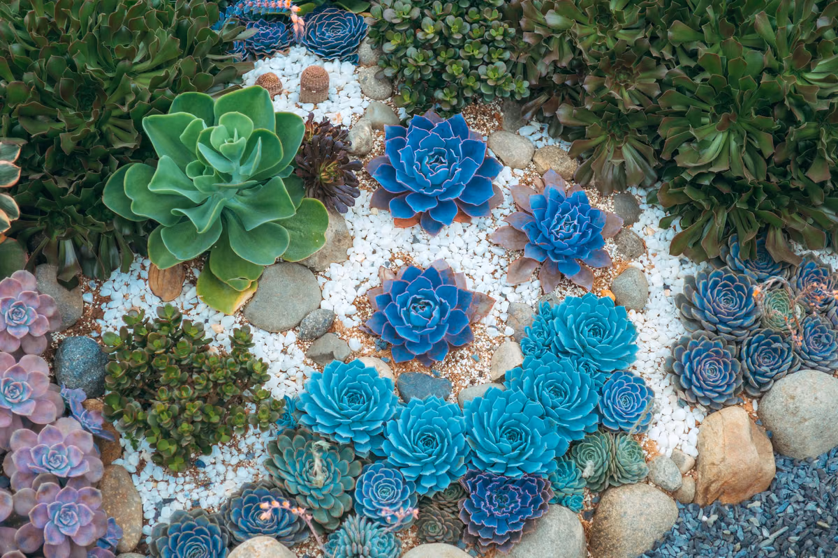 Comment avoir un jardin de rocaille - Partie IV