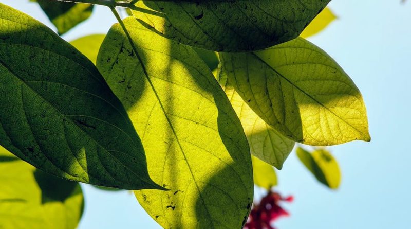 Propriétés du Cascara Sagrada pour perdre du poids et comment le prendre