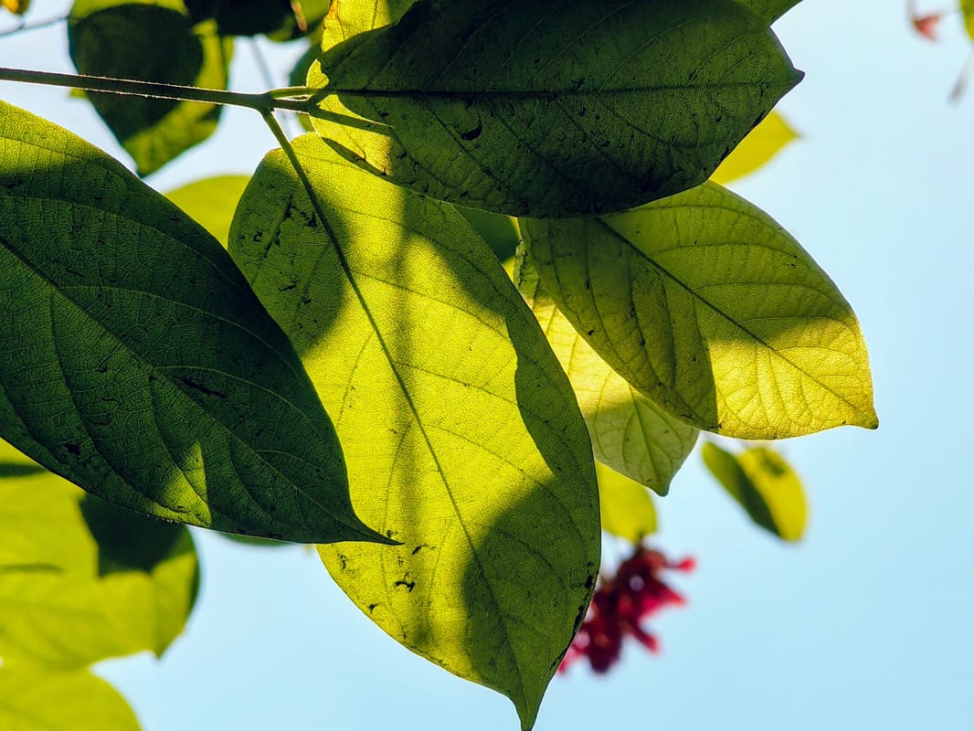Propriétés du Cascara Sagrada pour perdre du poids et comment le prendre