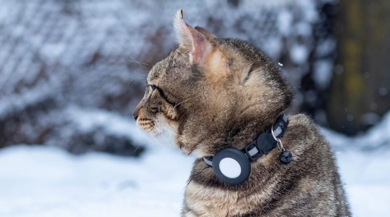 Top 10 Meilleur Traceur Gps Chat 2026